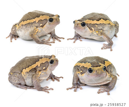 Chubby frog on white background Chubby frog on white background 25938527