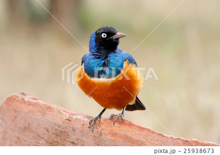 Colourful bird Superb 25938673