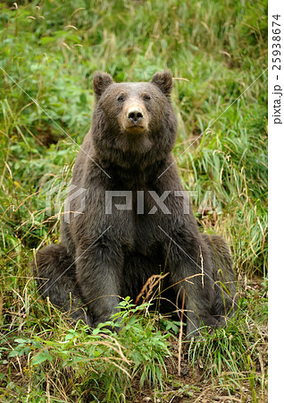 Brown bear (Ursus arctos) in nature Brown bear (Ursus arctos) in nature 25938674