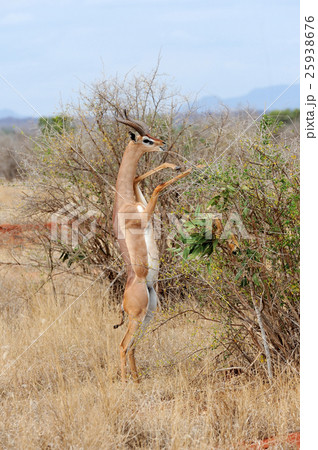 Gerenuk 25938676