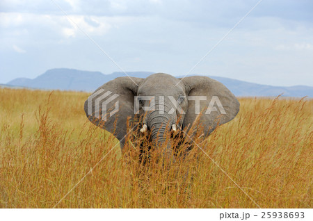 Elephant in National park of Kenya 25938693