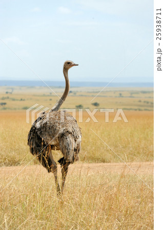 African ostrich (Struthio camelus) 25938711