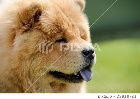 Chow Chow portrait 25938733