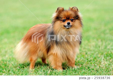 Brown Pomeranian dog Brown Pomeranian dog 25938736
