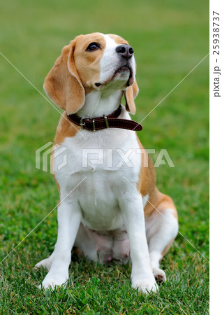 Close Beagle dog Close Beagle dog 25938737