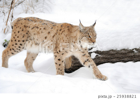 Lynx 25938821