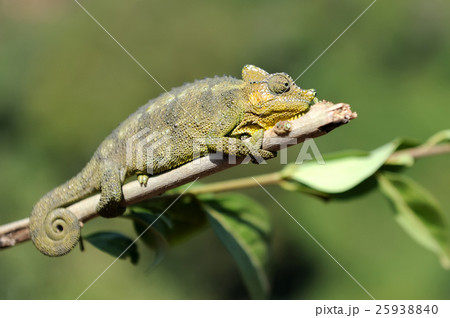 Chameleon Chameleon 25938840