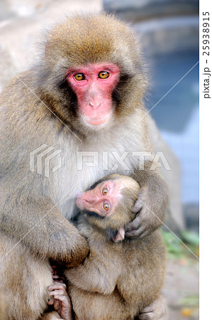 Monkey with a baby Monkey with a baby 25938915