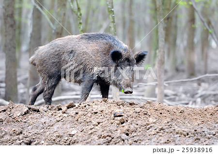 Wild boar Wild boar 25938916
