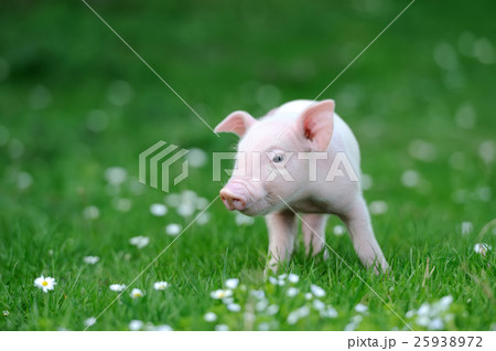 Young pig Young pig 25938972