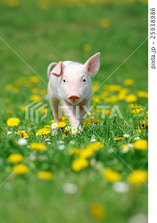 Young pig on a green grass 25938986