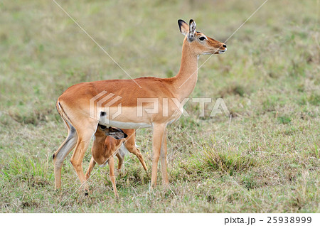 Baby impala with his mother 25938999