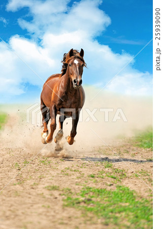 Horse Horse 25939090