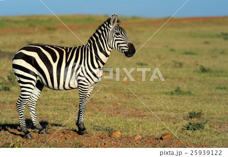 Zebra Zebra 25939122