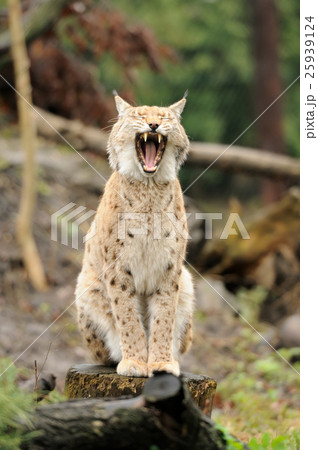 Young lynx 25939124