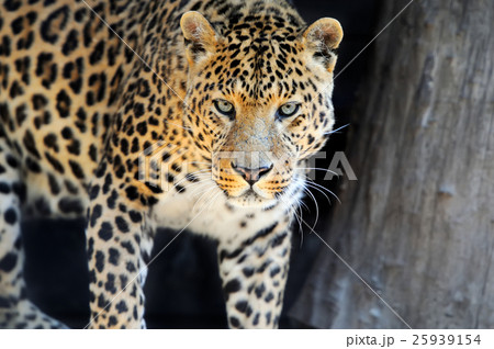 Leopard Leopard 25939154