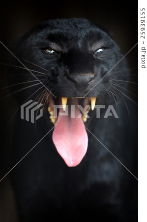 Black leopard 25939155