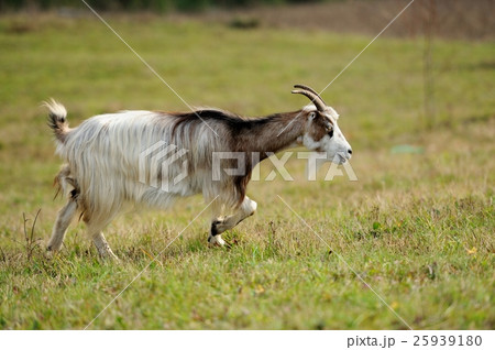Goat in meadow 25939180