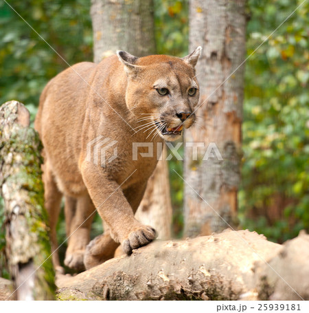 Cougar Cougar 25939181