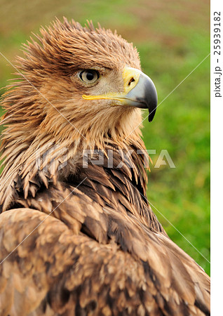 Eagle in grass 25939182