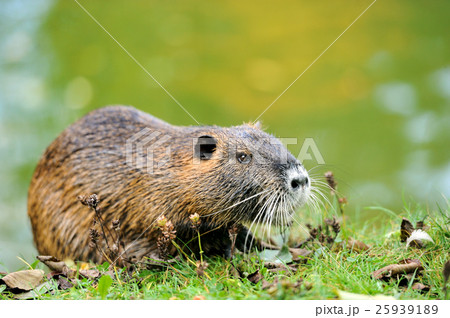 The muskrat (Ondatra zibethicus) 25939189