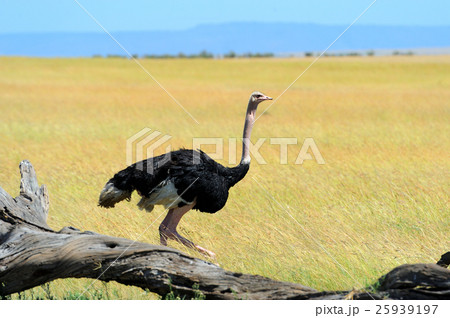 Ostrich Ostrich 25939197
