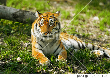 Tiger Tiger 25939198