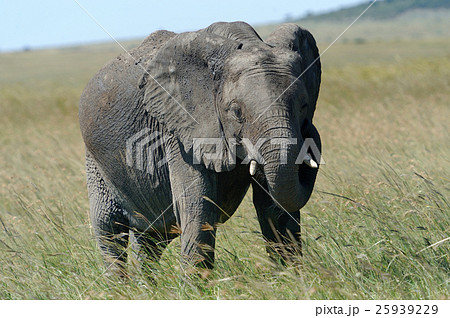 Elephant Elephant 25939229