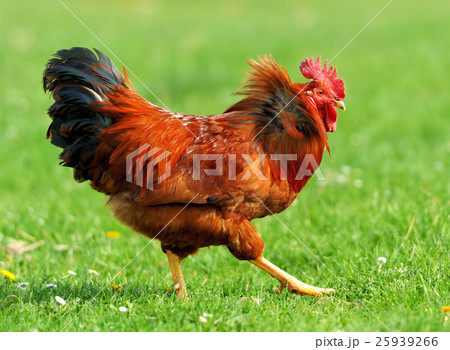 Rooster 25939266