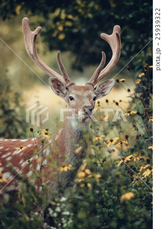 Whitetail deer 25939322