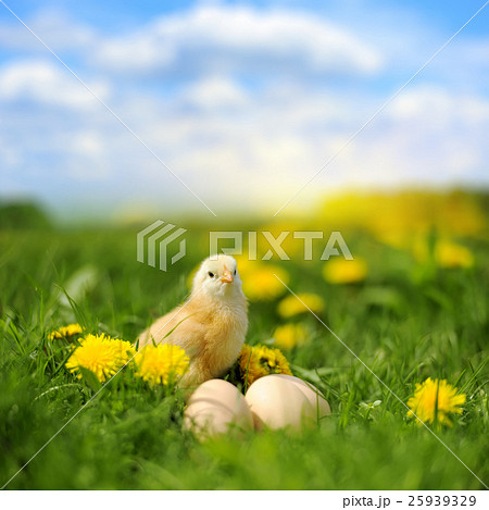 Little chicken 25939329