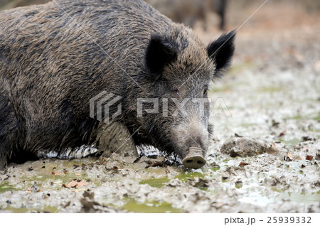 Wild boar Wild boar 25939332