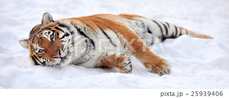 Tiger 25939406