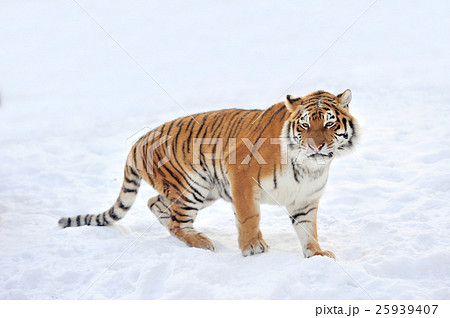 Tiger 25939407