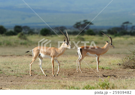 Impala Impala 25939482