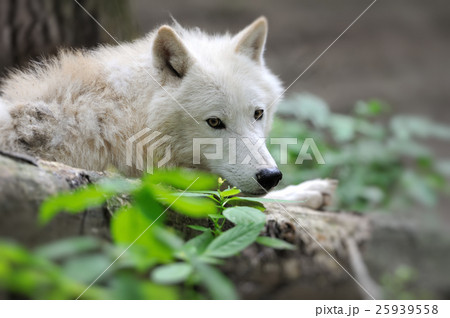 Arctik wolf Arctik wolf 25939558