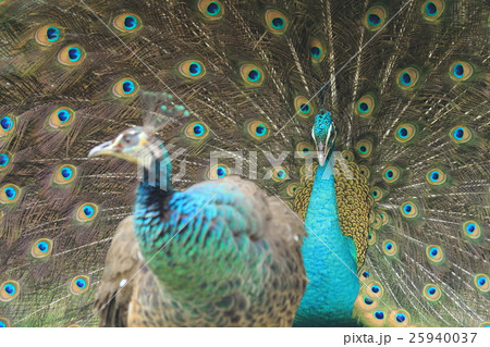 求愛するインドクジャク(マレーシア) 求愛するインドクジャク(マレーシア) 25940037