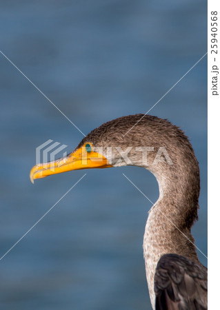 The Double-crested Cormorant Perching  25940568