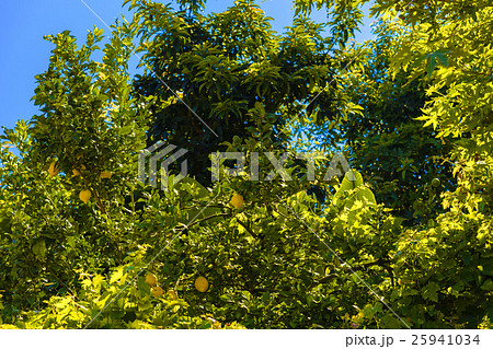 Lemon tree with growing lemons Lemon tree with growing lemons 25941034