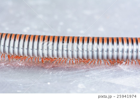 Millipede 25941974