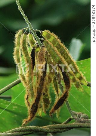 自然 植物 クズ 秋に実がなるとマメ科の植物であることがよくわかりますの写真素材