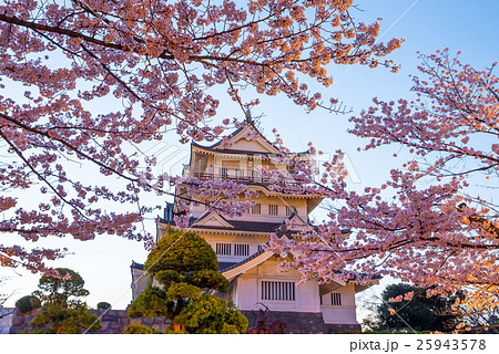 千葉城 桜 朝焼け 千葉県千葉市中央区 の写真素材