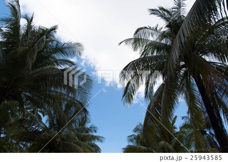 南国の椰子の木 南国の椰子の木 25943585
