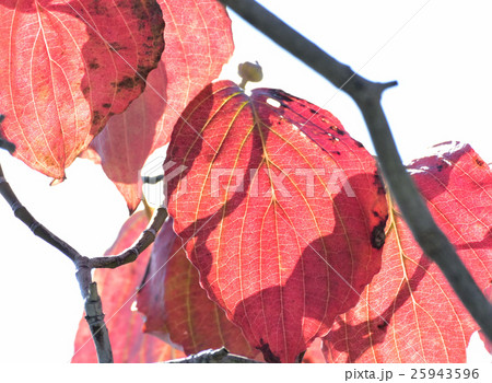 真っ赤に透ける、ハナミズキの紅葉ー6 真っ赤に透ける、ハナミズキの紅葉ー6 25943596