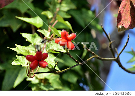 真っ赤に色づいた、ハナミズキの実ー9 真っ赤に色づいた、ハナミズキの実ー9 25943636