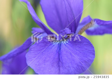 早水公園のアヤメ （宮崎県都城市） 25943835