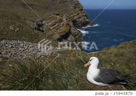 Black-browed Albatross (Thalassarche melanophrys) 25943870