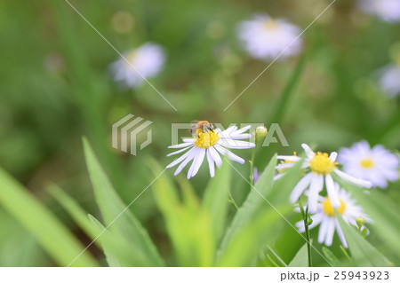 ミツバチと野菊の花 25943923