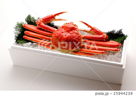 ズワイガニ 25944239