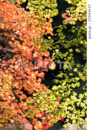 高野山の紅葉と黄葉 25944437